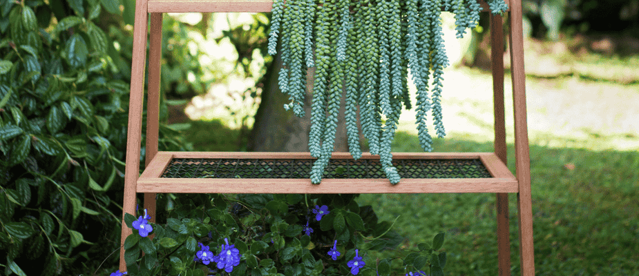 Plantas em casa: como elas transformam a energia, a decoração e o bem-estar dos ambientes